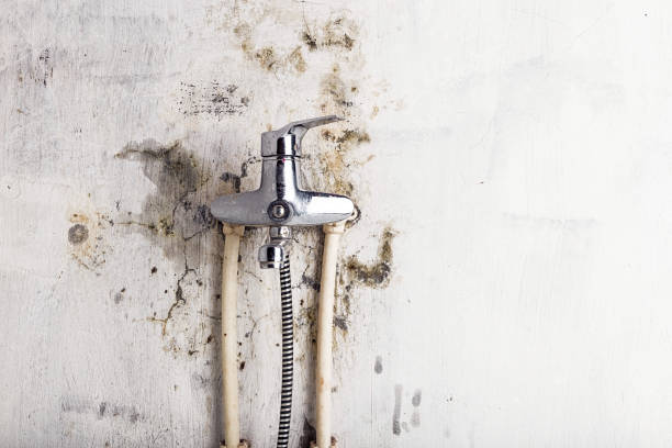 Best Home Mold Removal  in Littlestown, PA