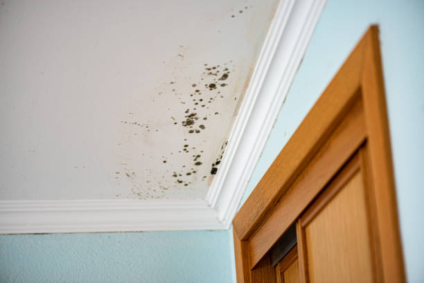 Crawl Space Mold Removal in Littlestown, PA