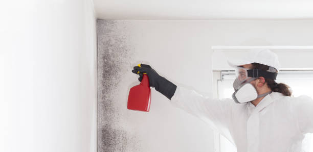 Home Mold Removal in Littlestown, PA